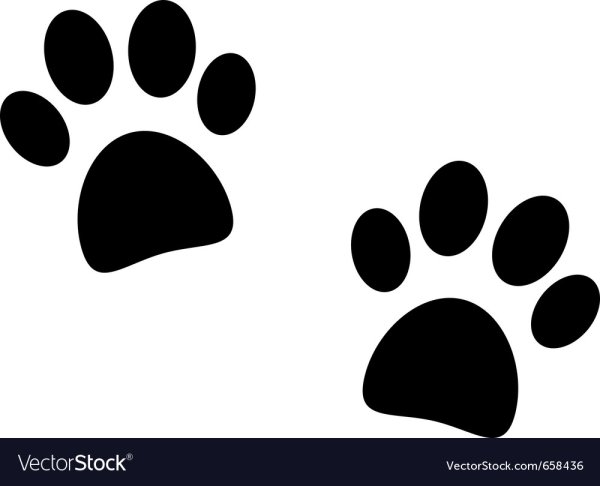 Лапки кошки на белом фоне