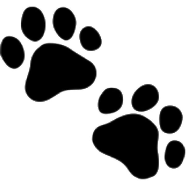 Кошачьи следы