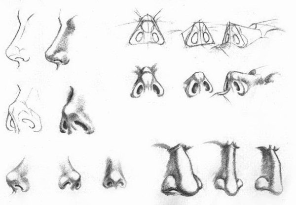 Рисунки для срисовки нос