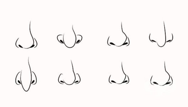 Контур носа