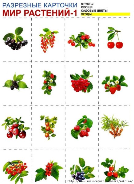 Игра Найди тень насекомого