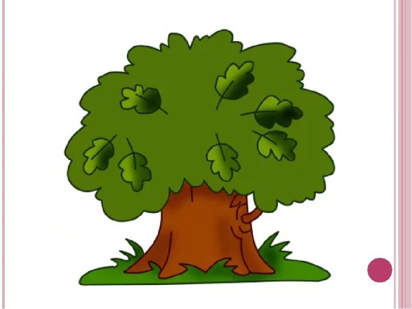 Дуб рисунок