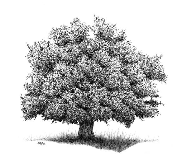 Дуб рисунок
