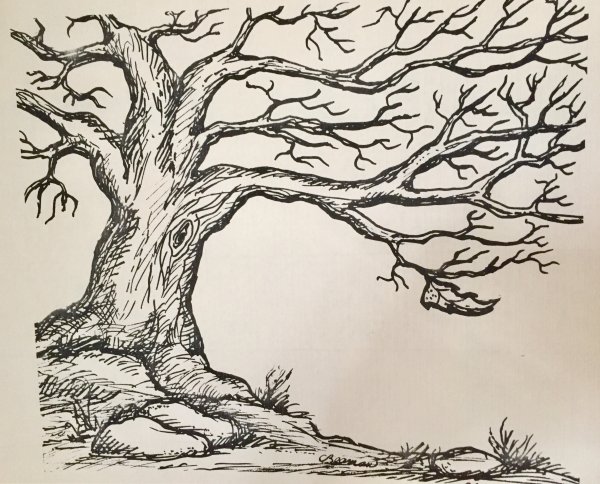 Дуб рисунок