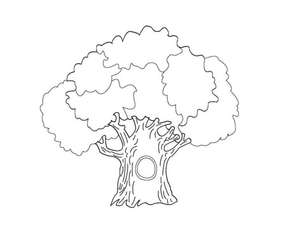 Дуб раскраска