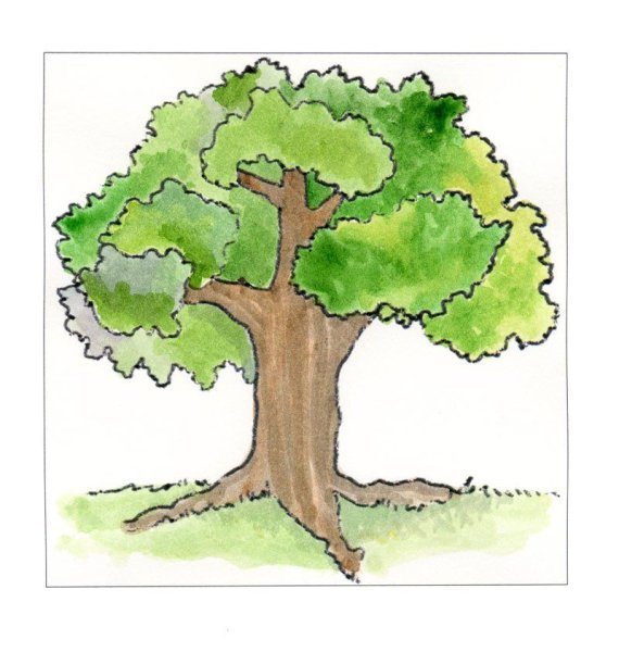Рисование дуба