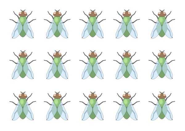 Раздаточный материал насекомые