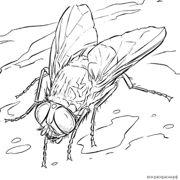 Муха ЦЕЦЕ раскраска