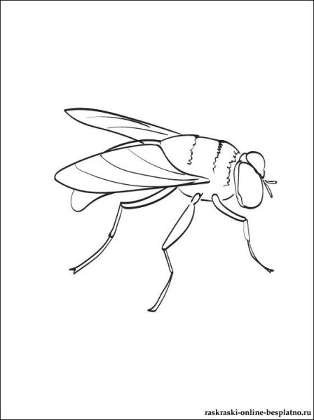 Муха сбоку контур