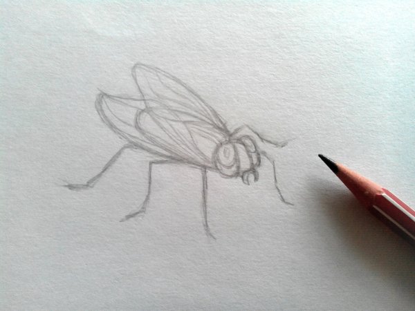 Муха рисунок простой