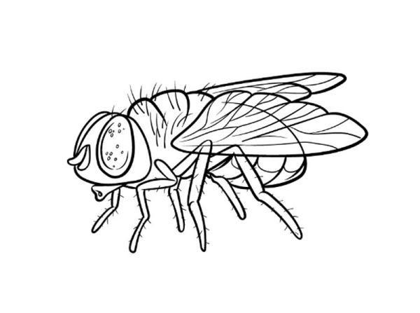 Комнатная Муха раскраска