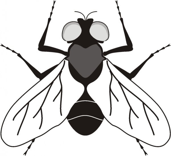 Муха трафарет для вырезания