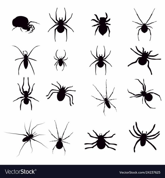 Эскиз тату паук маленький