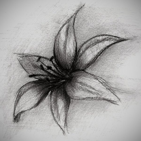 Рисунки углем для начинающих