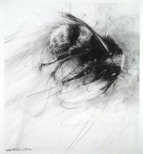 Рисунки углем необычные