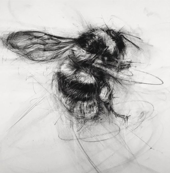 Рисунки углем насекомые