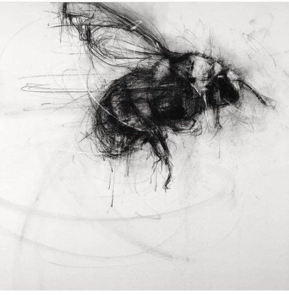 Бабочка углем