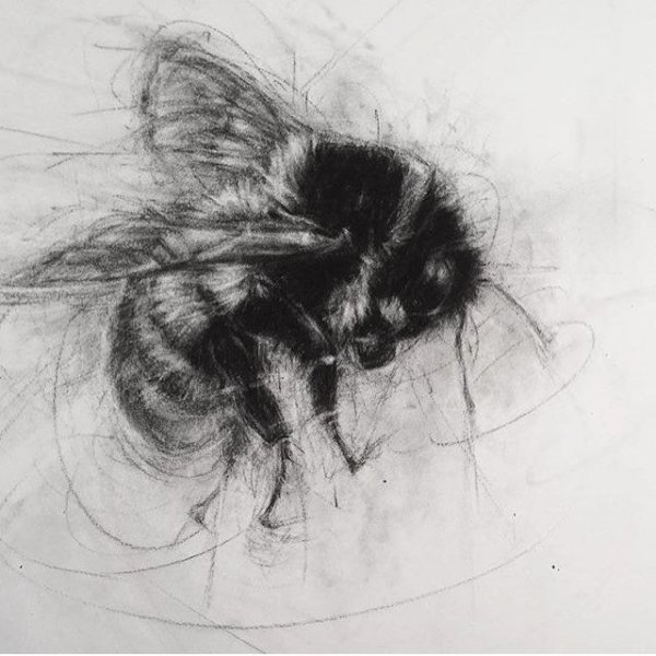 Картина насекомые углем