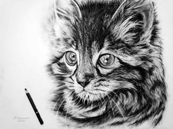 Красивые рисунки углем для начинающих