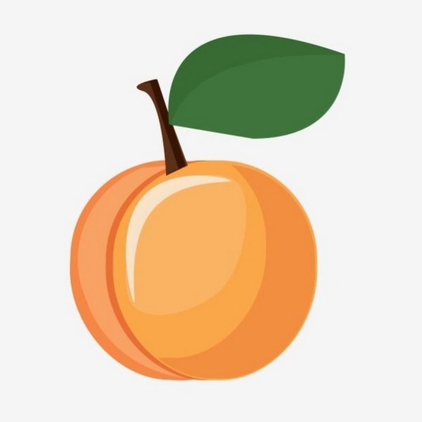 Абрикос иллюстрация