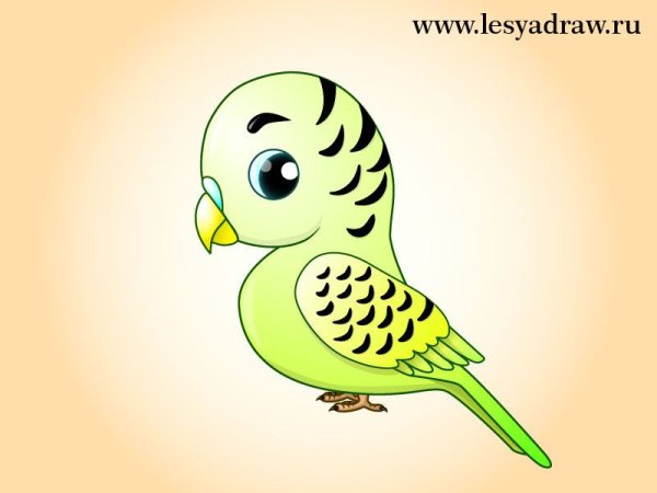 Волнистый попугай рисунок для детей