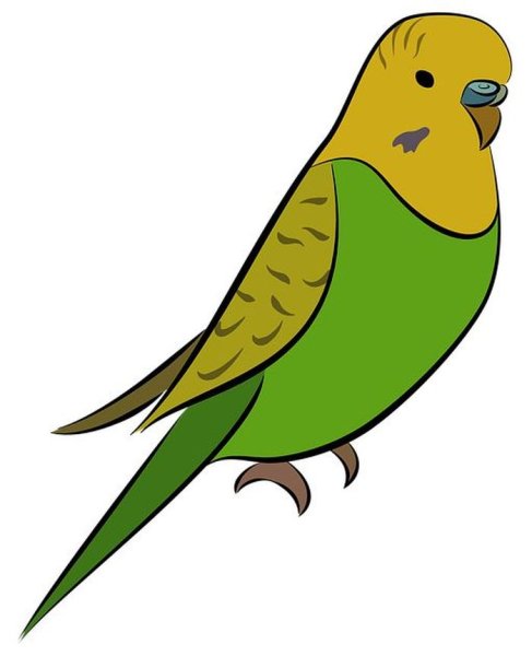 Волнистый попугай