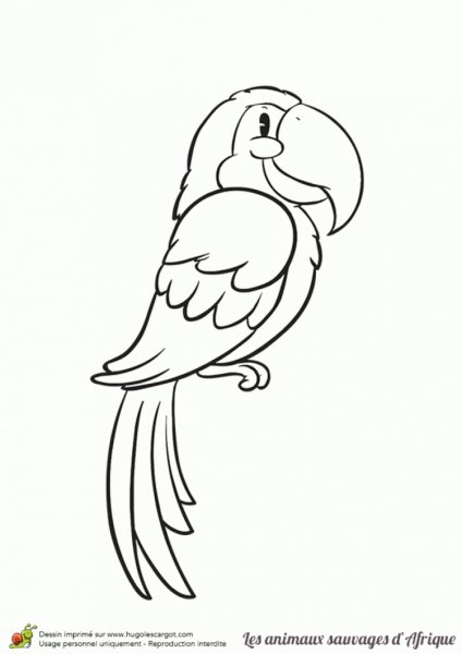 Попугай контур