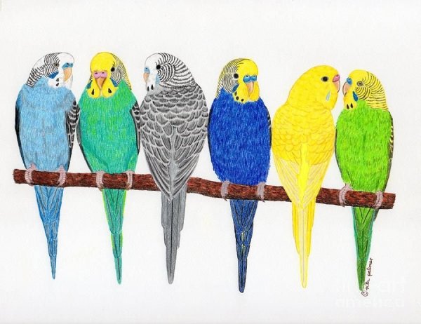 Попугай срисовка легкие