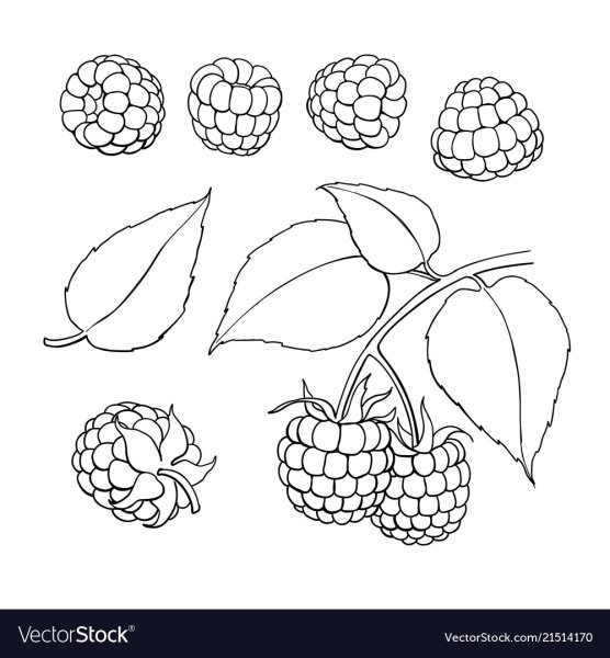 Малина раскраска