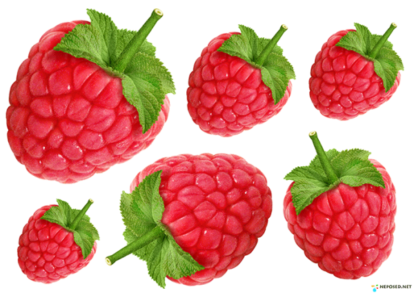 Малина рисунок акварелью