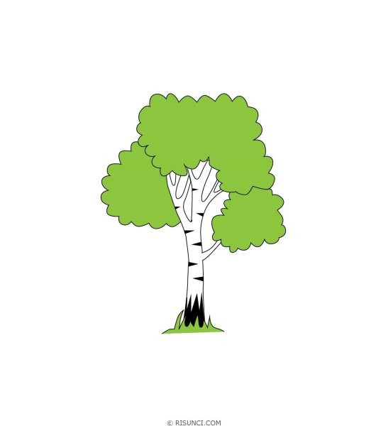 Береза мультяшная