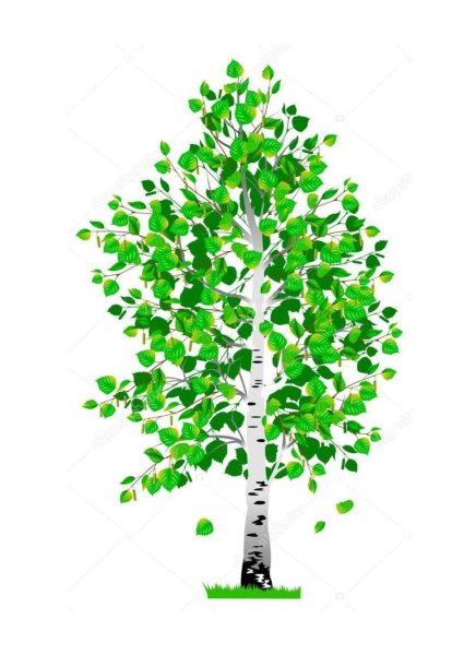 Рисование березы