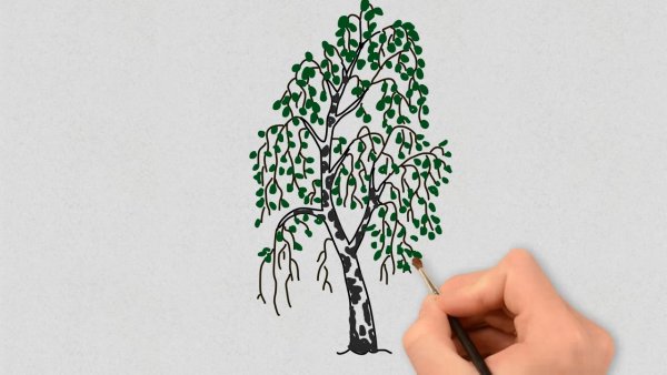 Береза рисунок