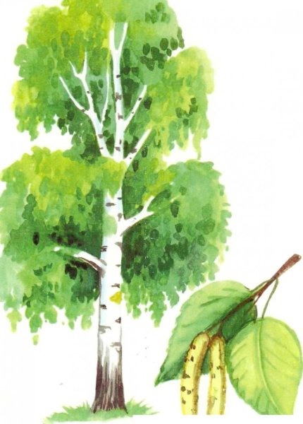 Ствол березы