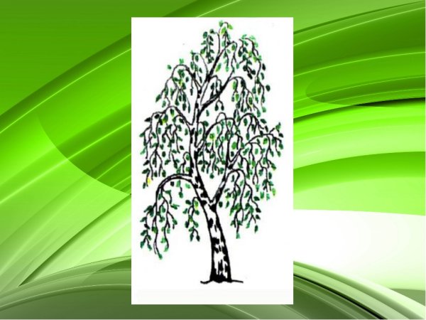 Береза карандашом