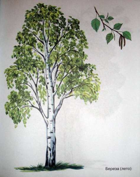 Ствол березы для аппликации