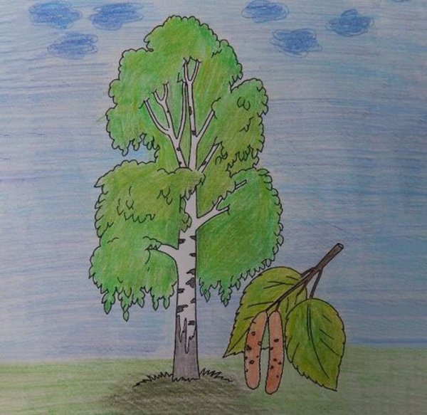 Береза и Березка сравнение большая маленькая