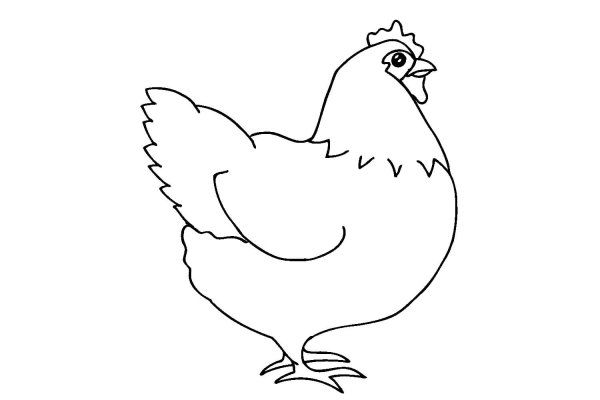 Домашние птицы картинки для детей для печати