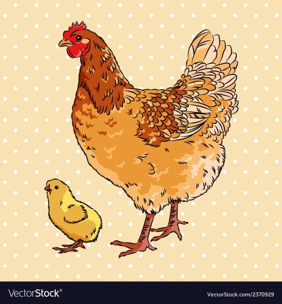 Курица раскраска для детей