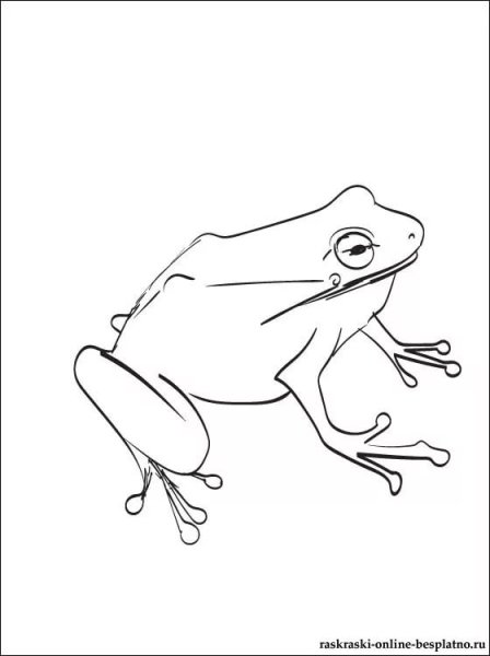 Лягушка сзади рисунок