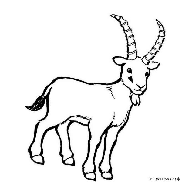 Козлик рисунок чб