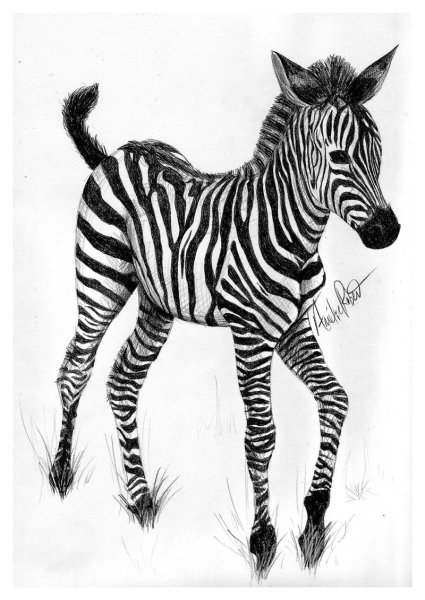 Зебра мультяшная