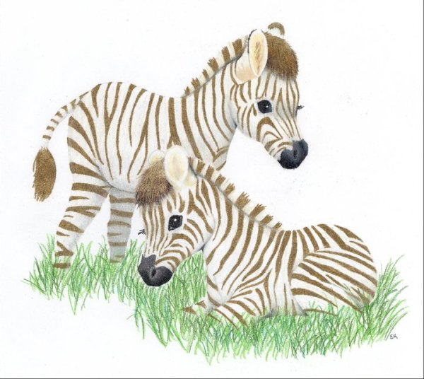 Поэтапное рисование зебры