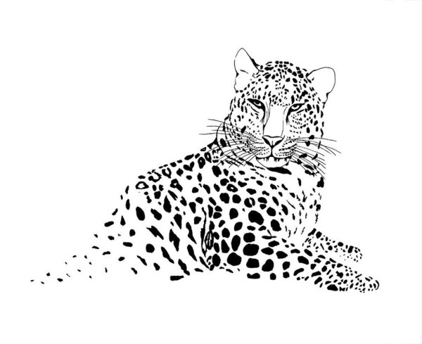 Дальневосточный леопард рисунок