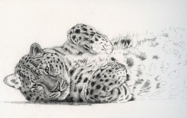 Леопард набросок