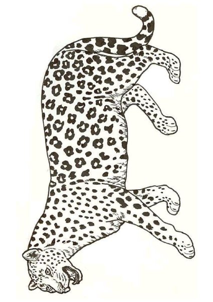 Раскраска леопард