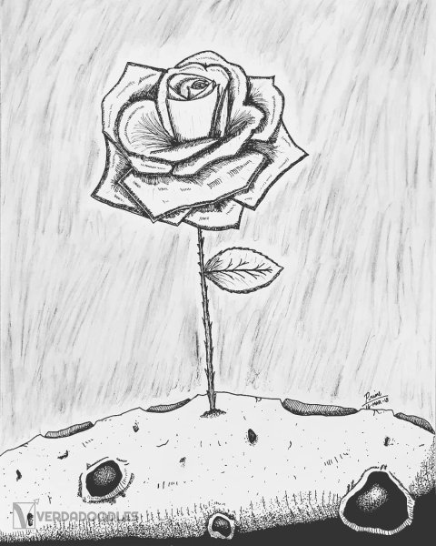 Роза из маленького принца рисунок