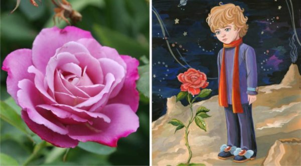 Экзюпери маленький принц роза