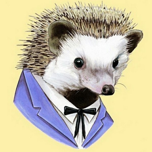 Ёжик аватарка
