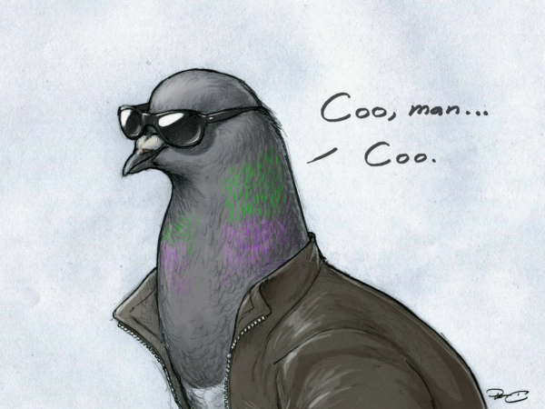 Крутой голубь